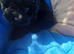 Lhasapoo puppy