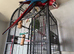 Greenwing macaw
