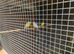 5 canaries for sale