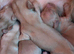 Clear Cream KC Reg Mini Dachshunds