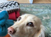 Cream Dachshund