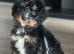 F1 BERNADOODLE TRI BOY