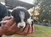 Border collie puppies