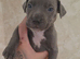 Staffy x