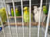 Lots of different coloured budgies for sale