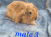 Baby rabbits ready now