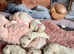 Pure Pedigree Champion Bloodline Bichon Frise
