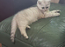 Beautiful little bsh chinchilla kitten