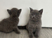 Outstanding lilac British shorthair