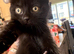 Kittens looking for there forever home