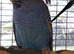 Proven Black Face split black wing hen