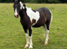 Smart gelding