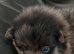 Pretty Pomeranians