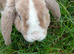 Baby rabbit