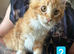 Ginger maine Coon Boy. Vaccine