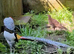 Young Lady Amherst Pheasants for sale