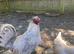 Lavender Araucana trio