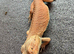 Adult male bearded dragon - rehome