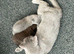Female British shorthair kitten