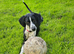 Beautiful Female Pocket Pointer. 21 months old.