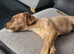 Female Jack Russell x caverlier king Charles spaniel puppy