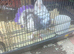Big size fantails
