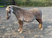 Kids Silver Dapple Shetland Mare Standard Size