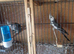 Two Cockatiels