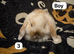 Stunning mini lops for sale