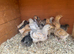 Mix of Orpington, Brahma and some bantams