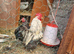 Booted Bantam Rooster