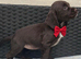 cocker spaniel puppies chocolate&tan