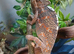 Female year old Yemen Chameleon