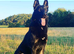 Belguim malinois