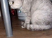 Female British shorthair