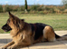 Stunning longhaired straight backed German Shepherd Puppies for sale.