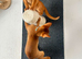 Abyssinian kitten's