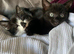Cute Sister cats must go together