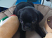 Pug X Puggle Gorgeous Tiny Puppies