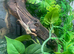 Chinese Water Dragons at Birmingham Reptiles