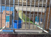 Green ringneck