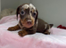 Miniature dachshund puppies