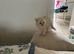 8 week old ragdoll kitties 1 SNOW WHITE GIRL