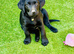 Beautiful black lab ( female )