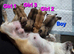 4 Cute tiny Chihauhau puppies