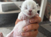 Stunning ragdoll ready soon