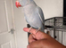 Hand reared ringnecks