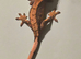 Juvenile Crested Geckos with full Lineage