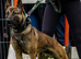 belgian malinois Puppies for sale