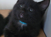 BLACK KITTY LOVERS, 2 male Laperm cross